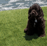 Evergrass™ Viridian Turf 910z