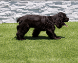 Evergrass® Emerald Green Turf 110oz